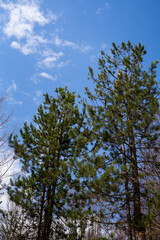 Tall evergreen pine trees against a vivid blue sky in a scenic mountain landscape. Peaceful coniferous forest surrounded by alpine nature on a bright sunny day. © Valentina