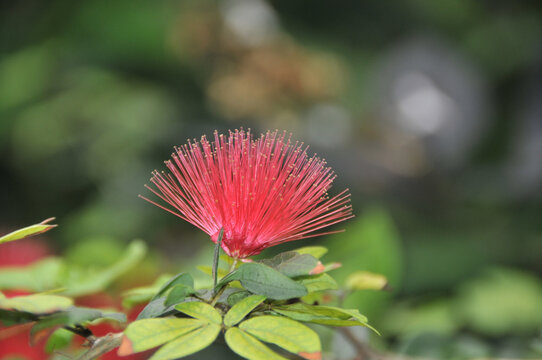 Puderquastenbl&uuml;te (Calliandra haematocephala)