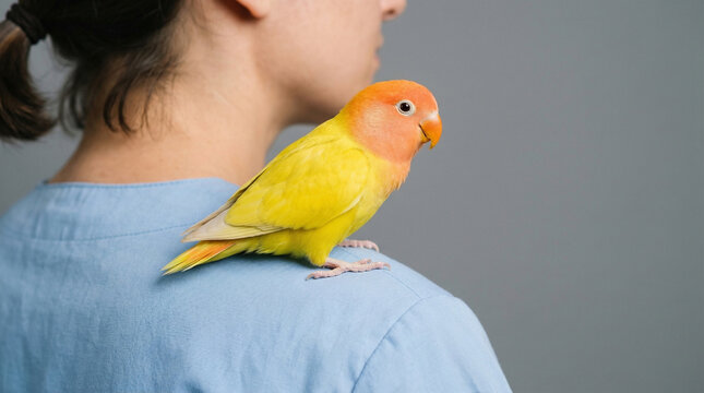 Close up of a beautiful bright yellow pet lovebird perched affectionately on the shoulder of a person wearing a light blue shirt