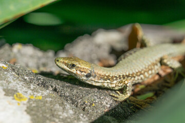 Obraz premium lizard reptile texture brown green skin scales macro head shot small lacerta gazing away sitting on gray stone wall under sun concept of zoology, ecology, nature
