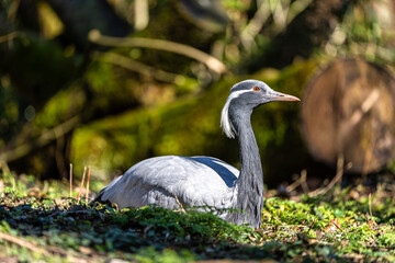 Fototapeta premium Demoiselle Crane, Anthropoides virgo are living in the bright green meadow during the day time