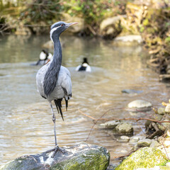 Fototapeta premium Demoiselle Crane, Anthropoides virgo are living in the bright green meadow during the day time