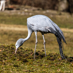 Fototapeta premium The Blue Crane, Grus paradisea, is an endangered bird