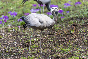 Fototapeta premium Demoiselle Crane, Anthropoides virgo are living in the bright green meadow during the day time
