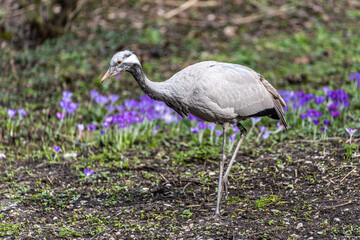 Fototapeta premium Demoiselle Crane, Anthropoides virgo are living in the bright green meadow during the day time