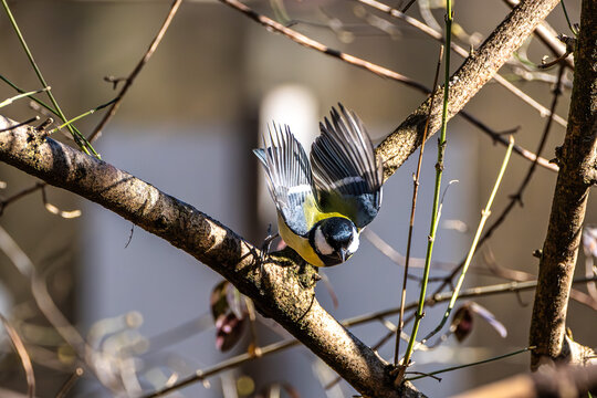 The Great Tit, Parus major from the tit family Paridae. It is easily recognisable by its black and yellow plumage