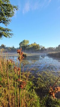 Toma vertical de humedal con primer plano de junco y fondo de Laguna Huiscapi con niebla sobre la superficie en La Araucan&iacute;a Chile