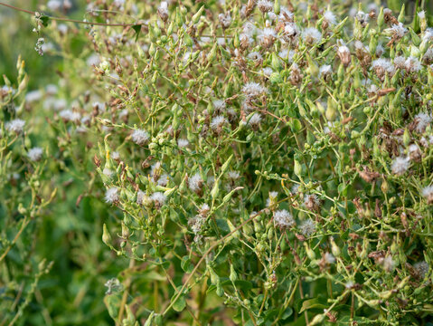 Dense cluster of prickly lettuce plants displaying green buds and matured white feathery pappus seeds growing in wild field under soft natural lighting.