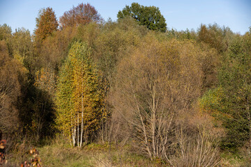 Fototapeta premium autumn landscape with deciduous trees with yellow and orange foliage during leaf fall at sunset, autumn landscape with different types of trees during sunset, calm weather without wind