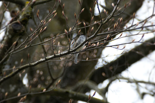 Male Eurasian blackcap (Sylvia atricapilla) sitting in a tree in Zurich, Switzerland
