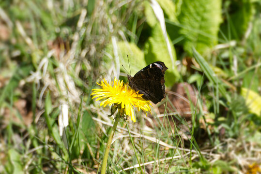European peacock butterfly (Aglais io) sitting on yellow dandelion in Zurich, Switzerland