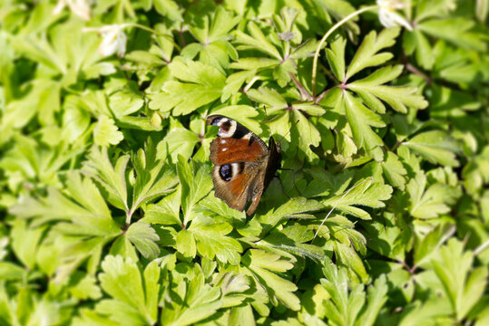 European peacock butterfly (Aglais io) sitting on green leaf in Zurich, Switzerland