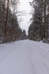 Obraz premium a narrow road in the forest in winter, covered with snow, a narrow track from cars in the forest in winter, trees without foliage grow around