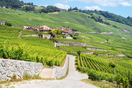 Lush green vineyards terrace down the steep hillsides toward the quaint village of Cully, overlooking a winding road and the stone walls that define the historic Lavaux wine region in Switzerland.
