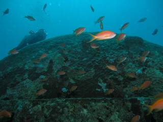 Obraz premium Scuba Diver Exploring Coral Reef with School of Anthias Fish Underwater