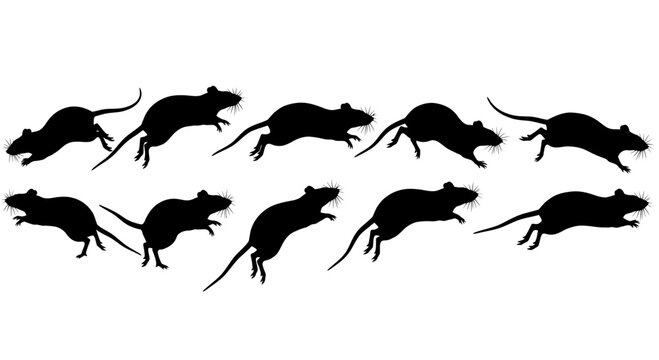 Black Rodents Silhouettes In Motion on White Background, Concept of Movement, Rodent Control