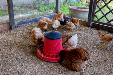 Young chickens gathering around a red feeder, pecking at grains and feed on the wood chip bedding inside a backyard chicken coop, representing sustainable farming and fresh food © dargog