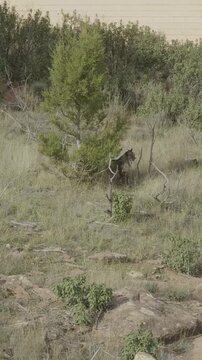 Wild bobcat walking in its natural environment