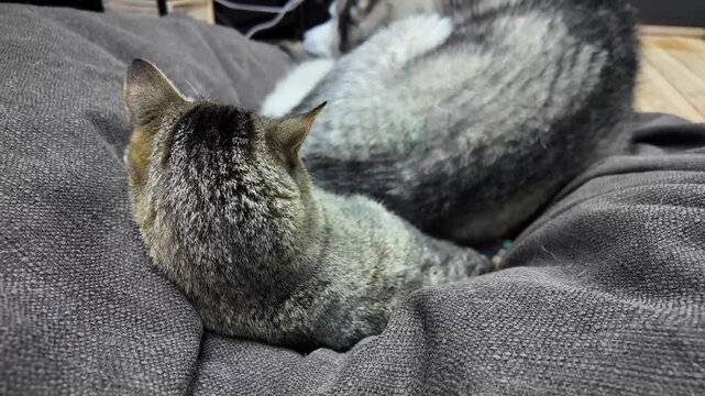 A malamut and a cat are comfortably resting on a soft couch in a living room, enjoying a peaceful afternoon together. Their bond is clear as they relax side by side.