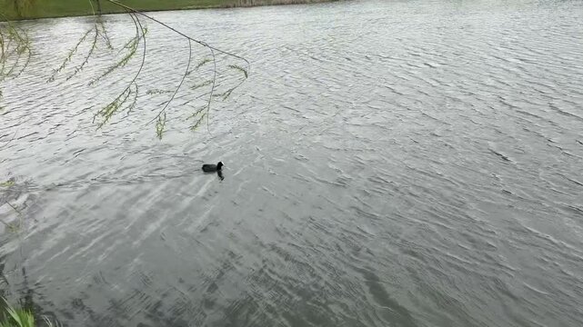footprints in the snow. Eurasian coots swimming across calm lake from left to right on an overcast day, gentle water movement and peaceful natural atmosphere