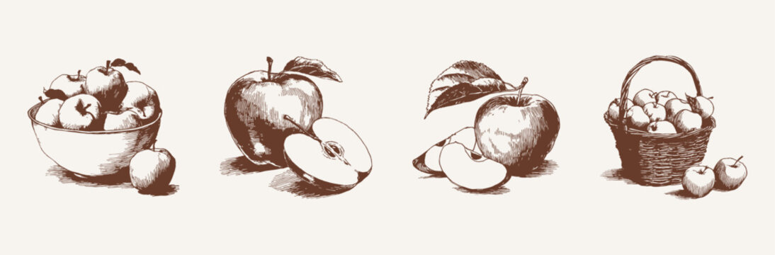 Apple fruits whole and sliced in bowl compositions. Illustrations for menu design and product labels. Hand drawn style ink sketch drawing with classic vintage shading.