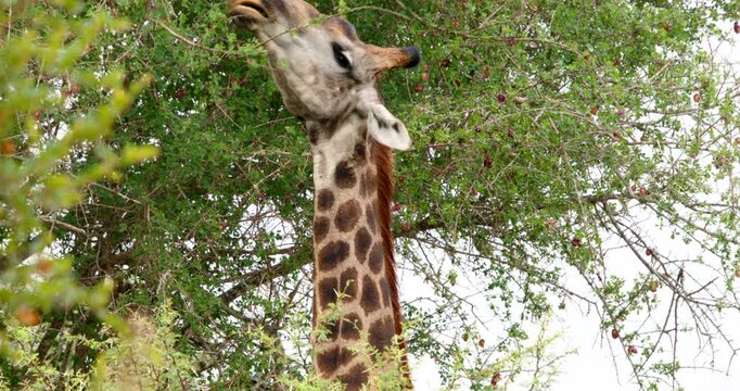 Detailed close-up of giraffe head eating fresh green leaves from tree in Kruger National Park. High-quality wildlife safari footage capturing tongue, chewing, and authentic animal behavior.