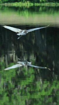 Florida Sandhill Crane Taking Flight Over Calm Water Reflection 