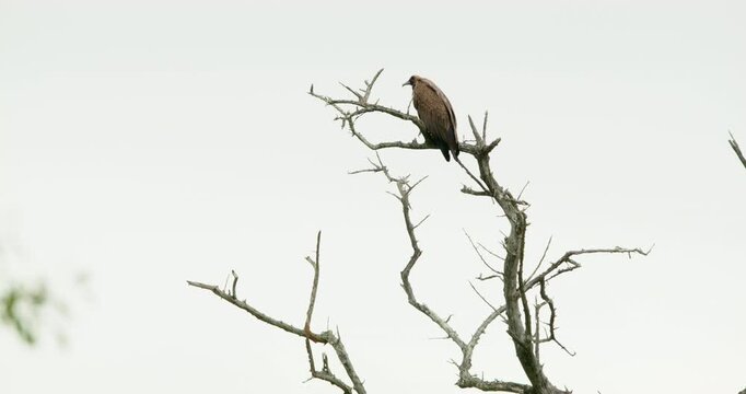 Hooded vulture sits on a skeletal dry tree branch in Kruger National Park. Atmospheric, dark wildlife footage capturing a somber, cinematic rainy moment with a rare African scavenger bird species.