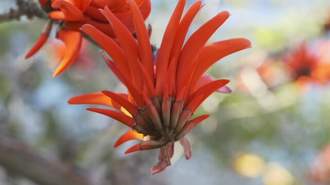 Macro view of Erythrina crista-galli flower highlighting intricate petal structure and vivid red tones in tropical environment. 