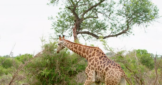 A wild giraffe walks through the dense African bushveld in Kruger National Park. Authentic safari footage capturing the graceful movement and iconic silhouette of a giraffe in its natural habitat.