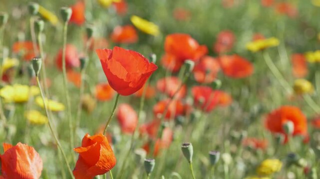 Red poppies Papaver rhoeas swaying in the wind, symbolizing spring awakening, fragility of life and natural beauty in blooming meadow.