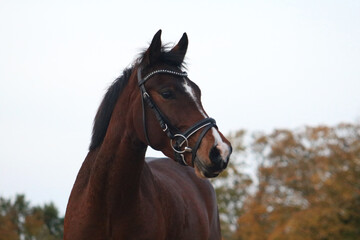 Fototapeta premium Autumn pony