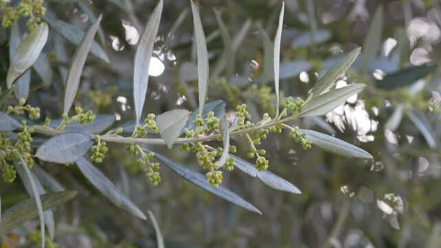 Olive tree blooming with small flowers Olea europaea in Mediterranean environment. Agricultural and natural growth concept connected with traditional farming and seasonal cycle. Sunlight in background