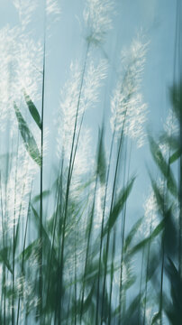 Abstract image of tall grass in nature against sky