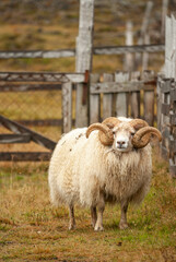 Fototapeta premium Close up of Icelandic sheep with curved horns standing in grassy field rural farm animal in Iceland