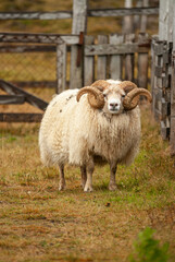 Fototapeta premium Close up of Icelandic sheep with curved horns standing in grassy field rural farm animal in Iceland