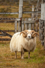 Fototapeta premium Close up of Icelandic sheep with curved horns standing in grassy field rural farm animal in Iceland