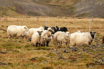 Obraz premium Close up of Icelandic sheep with curved horns standing in grassy field rural farm animal in Iceland