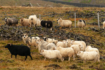 Obraz premium Close up of Icelandic sheep with curved horns standing in grassy field rural farm animal in Iceland