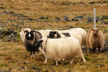 Fototapeta premium Close up of Icelandic sheep with curved horns standing in grassy field rural farm animal in Iceland