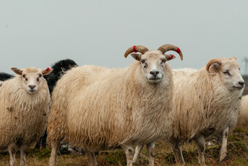 Fototapeta premium Close up of Icelandic sheep with curved horns standing in grassy field rural farm animal in Iceland