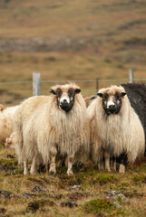 Fototapeta premium Close up of Icelandic sheep with curved horns standing in grassy field rural farm animal in Iceland