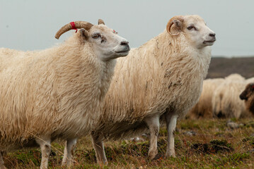 Fototapeta premium Close up of Icelandic sheep with curved horns standing in grassy field rural farm animal in Iceland