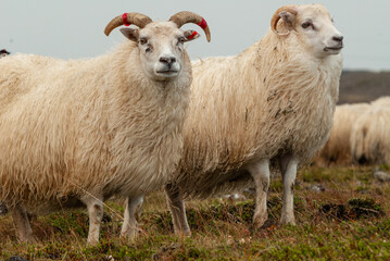 Fototapeta premium Close up of Icelandic sheep with curved horns standing in grassy field rural farm animal in Iceland