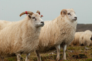 Fototapeta premium Close up of Icelandic sheep with curved horns standing in grassy field rural farm animal in Iceland