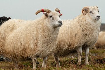 Fototapeta premium Close up of Icelandic sheep with curved horns standing in grassy field rural farm animal in Iceland