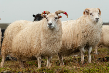 Fototapeta premium Close up of Icelandic sheep with curved horns standing in grassy field rural farm animal in Iceland
