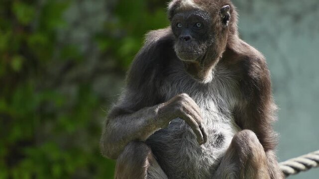 Close up of a spider monkey sitting on a tree branch and looking around on a sunny spring day
