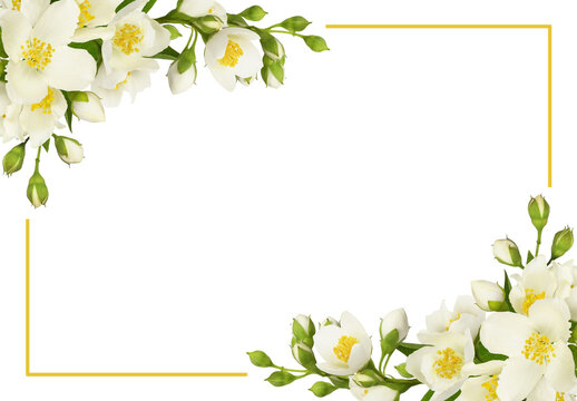 Jasmine (Philadelphus) flowers and buds in a corner floral arrangements with yellow frame isolated on white or transparent background