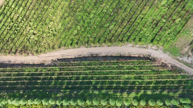 Vista a&eacute;rea de vinhedo com planta&ccedil;&atilde;o de uvas destacando produ&ccedil;&atilde;o vin&iacute;cola e paisagem rural no Vale dos Vinhedos em Bento Gon&ccedil;alves